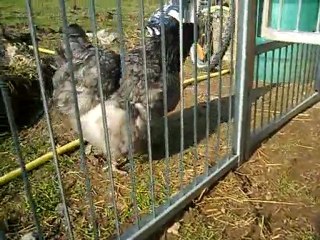 première sortie des poupous 2eme partie