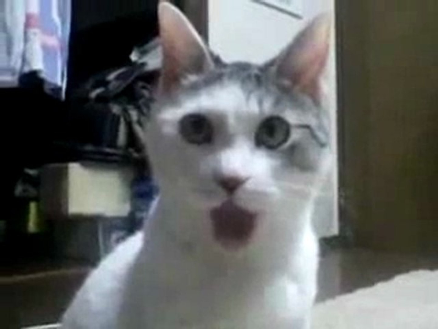 Il gatto stupefatto - Video Dailymotion