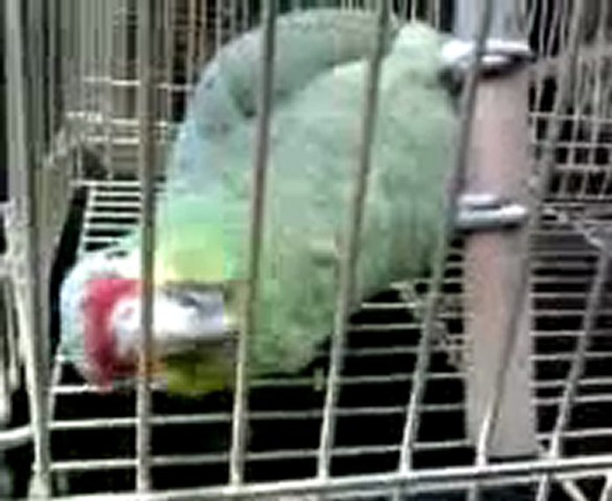 amazone à front rouge