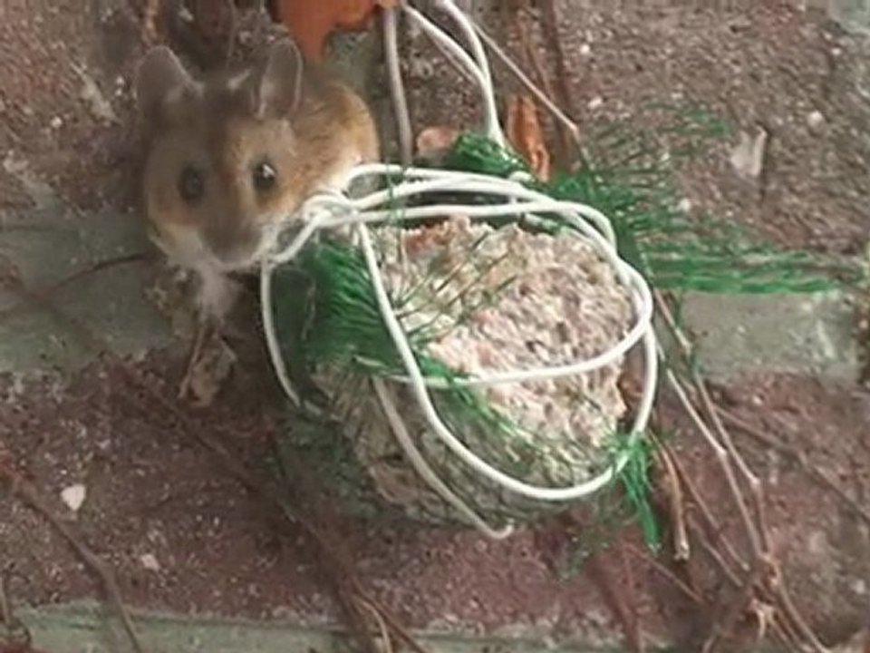 La souris voleuse et la grive