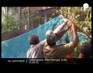 Bison attack in India