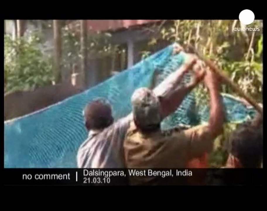 Bison attack in India