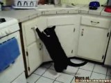 Il gatto troppo ciccione per saltare