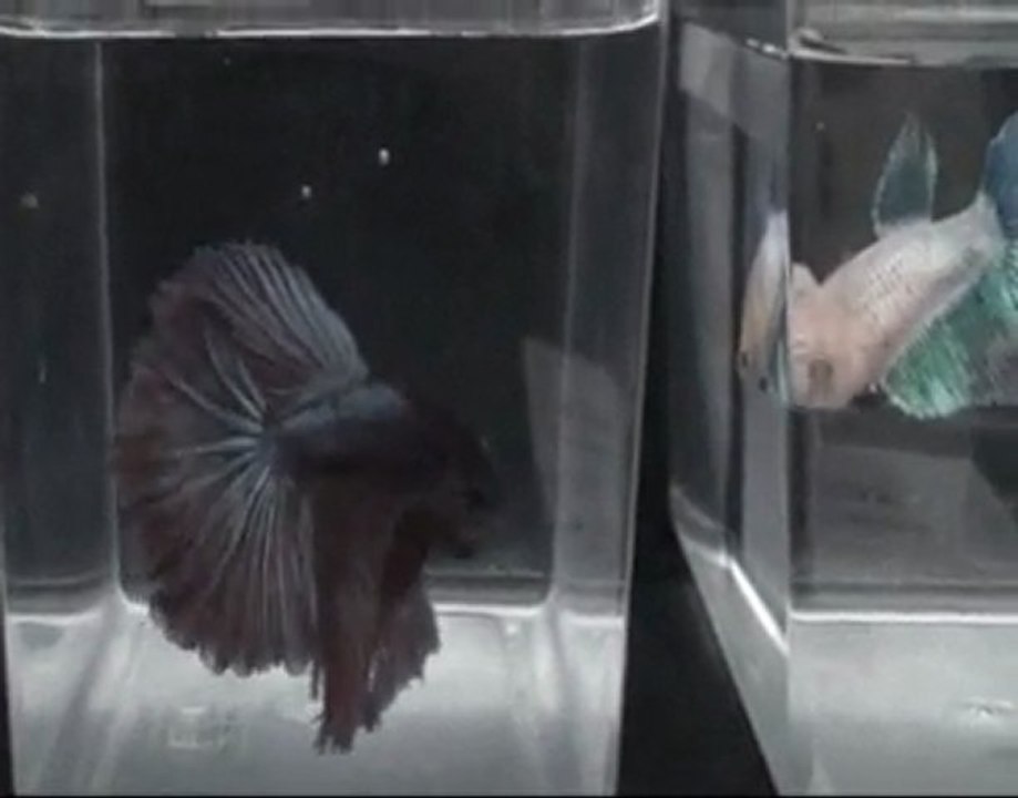 Betta splendens, rencontre CIL-IBSC Vienne mars 2010.