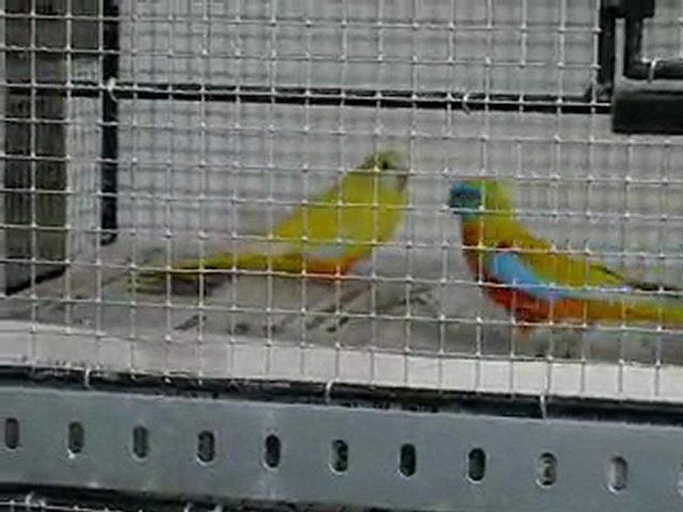 Mâle turquoisine Jaune donne la becquée