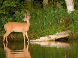Sparky:  World's Most Lovable & Mischievous Bear