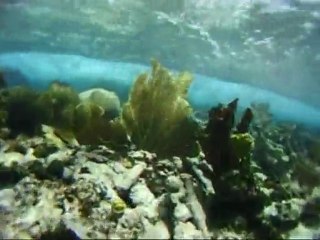 Vidéo 11- Tobago Cays