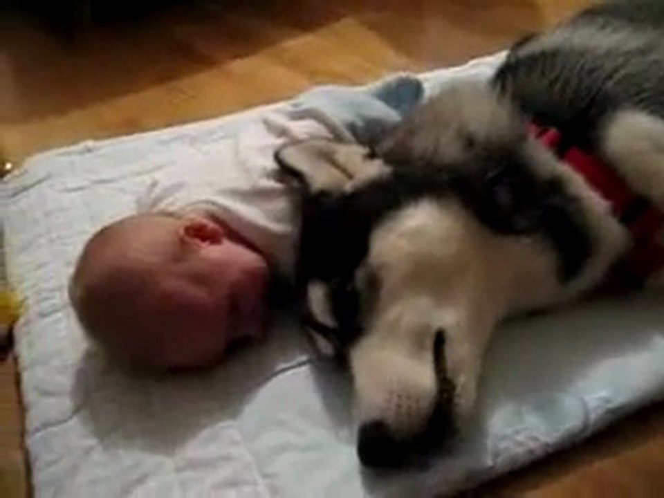 Un chien s’occupe d’un bébé 2