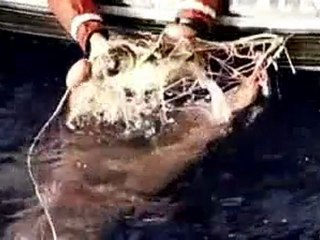 GREENPEACE - DOĞA KATLİAMI