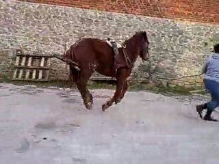 Seven, essai attelage le 23 mars 2010