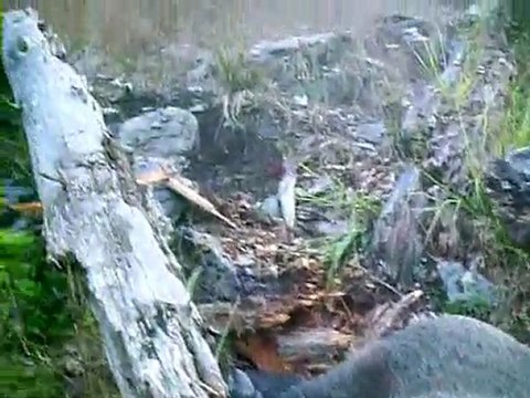 Chasse dans les Pyrénées