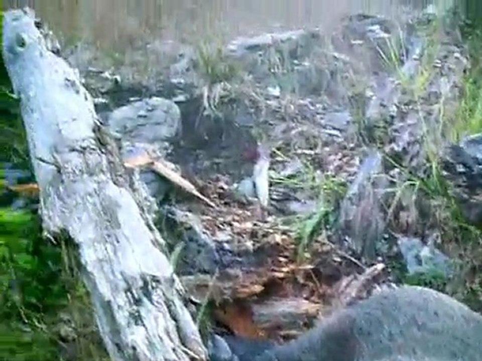 Chasse dans les Pyrénées