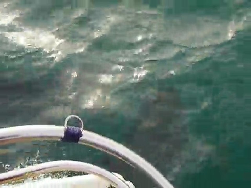 Dauphins en Baie de Saint Brieuc Figaro TCP 2010