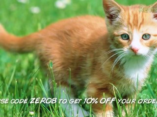 Going Viral - Web Zeroes