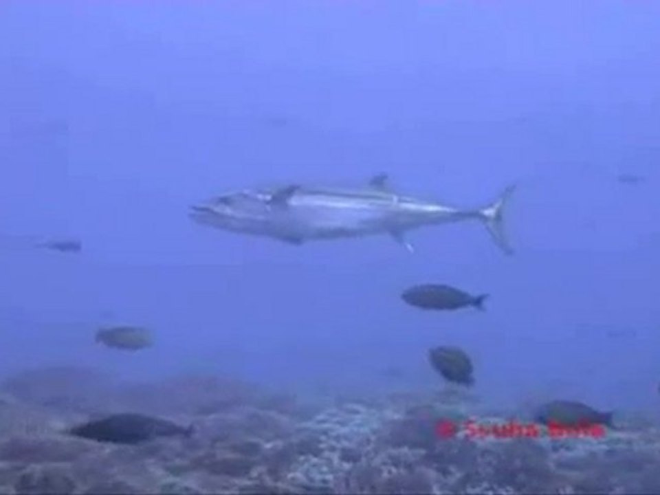 Diveme Fiji - Dogtooth Tuna