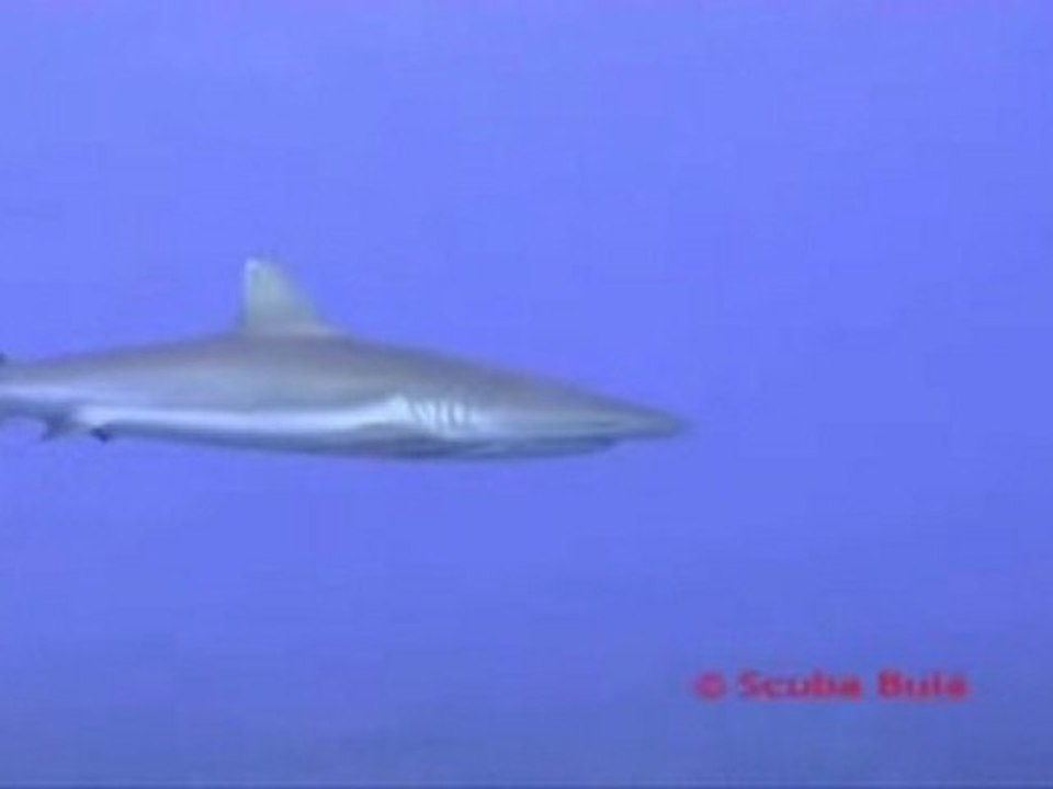Diveme Fiji - Grey Reef Shark