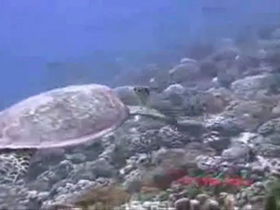 Diveme Fiji Hawksbill Turtle dive footage
