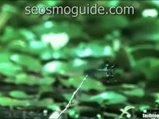 seosmoguide.com, frog fall