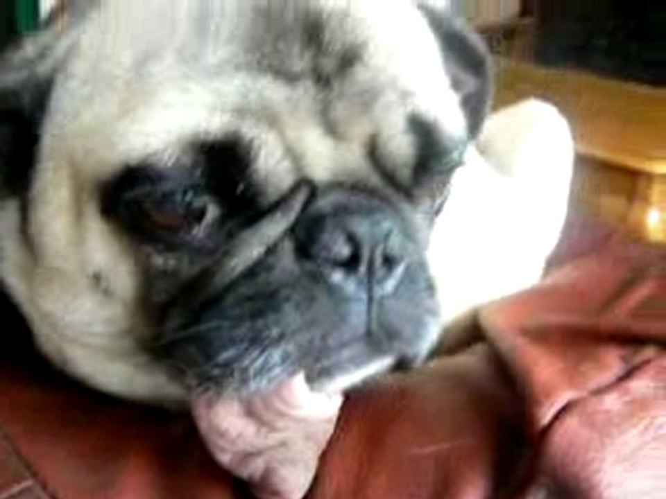 funny video - crazy dog long tongue