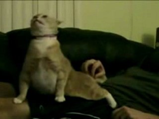 Trololo Cat - СrazyFun.org