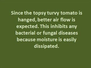 Topsy Turvy Tomato