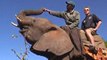 Elephants Back Safari at Victoria Falls with Kingfisher Safaris