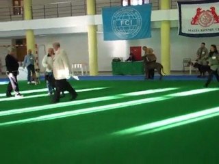 Malta Kennel Club Group 2 Judging March 2010