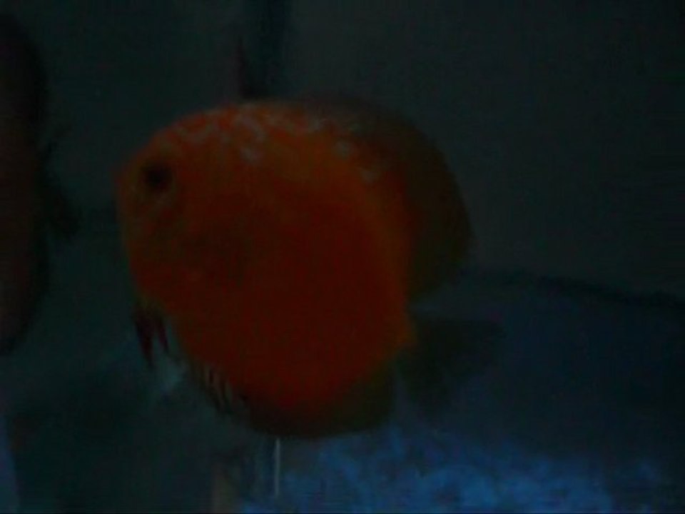 PIGEON CIFT