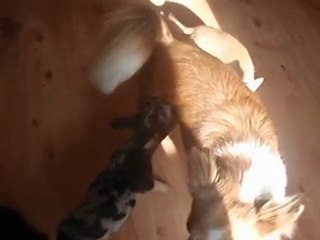 kinder mars 2010 026