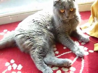 MON CHAT ROXETTE DE VAN-PARIS..SCOTTISH-FOLD