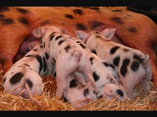 salon de l agriculture 2010