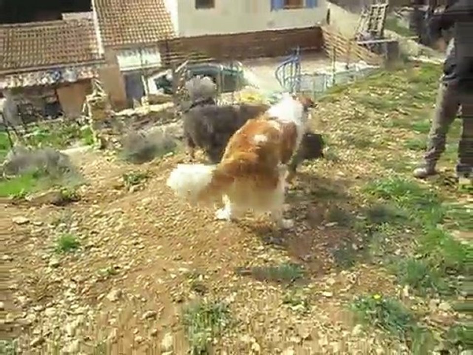 Mes loulous à poils!