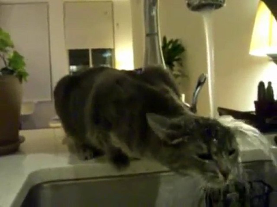 douche d'un chat