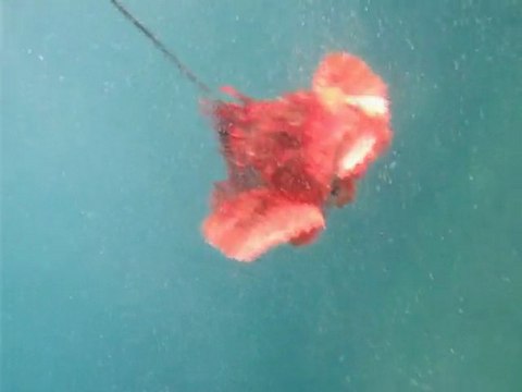 chasse sous marine iles de lerins mediterranée