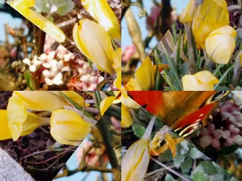 Y a le printemps qui chante