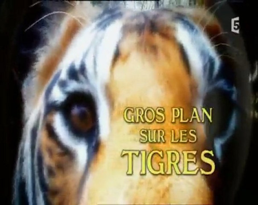 gros plan sur les tigres - jeunes bagarreurs (1)
