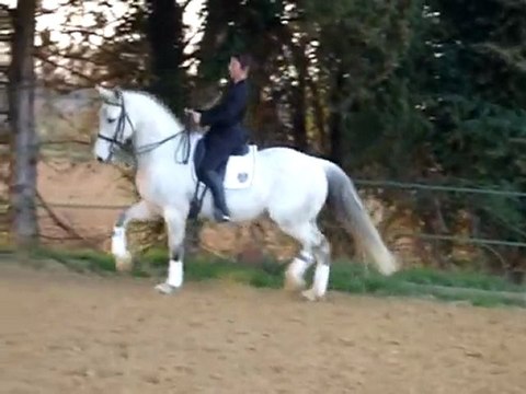 JADE DRESSAGE MARS 2010