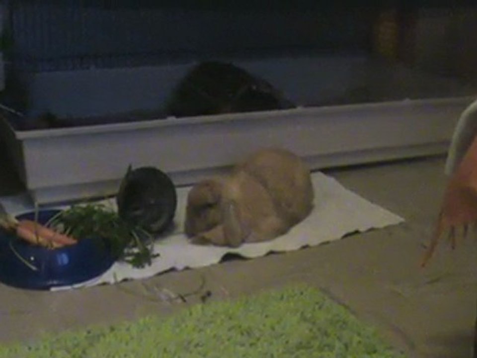 lilou le chinchilla se prend pour un lapin