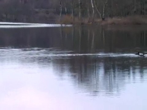 Canards étang La Crouzille_7119