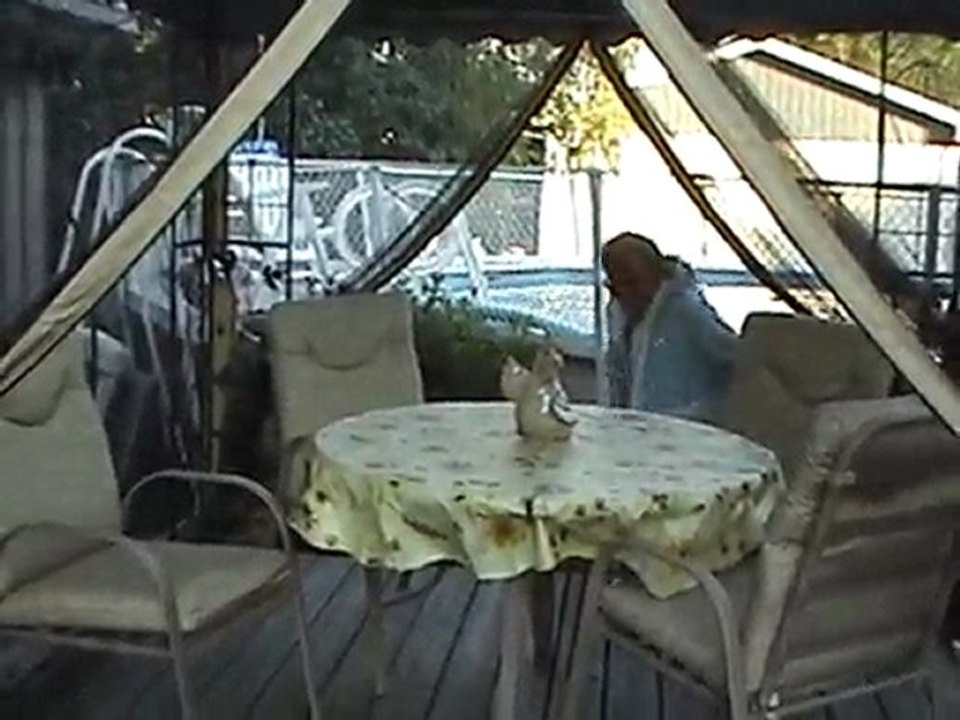 Elvis