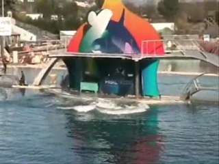 Marineland - Les orques