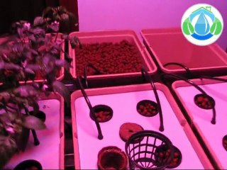 Espace de culture sous LEDS et en hydroponie/aéroponie