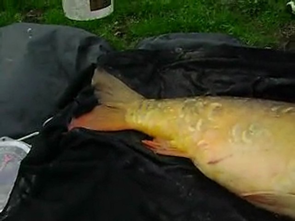 Carpe 8kil500