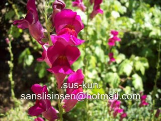 İMKANSIZA SEVDALIYIM ÖZLEM AYRAL suskun