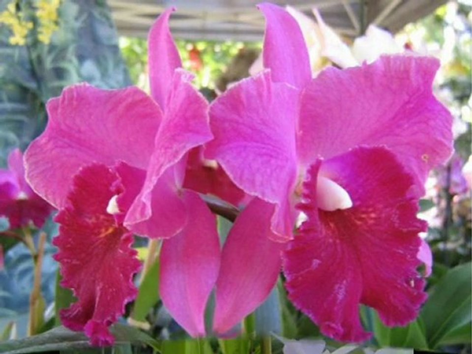 # marwan khouri-ya rabbi  #