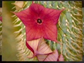 Everything You Ever Wanted To Know About Green Tea With...