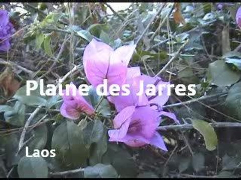 Laos | La plaine des jarres