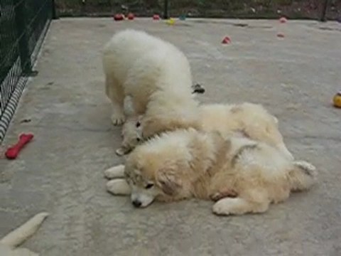 Authentiques Chiots Montagne des Pyrénées LOF Patou