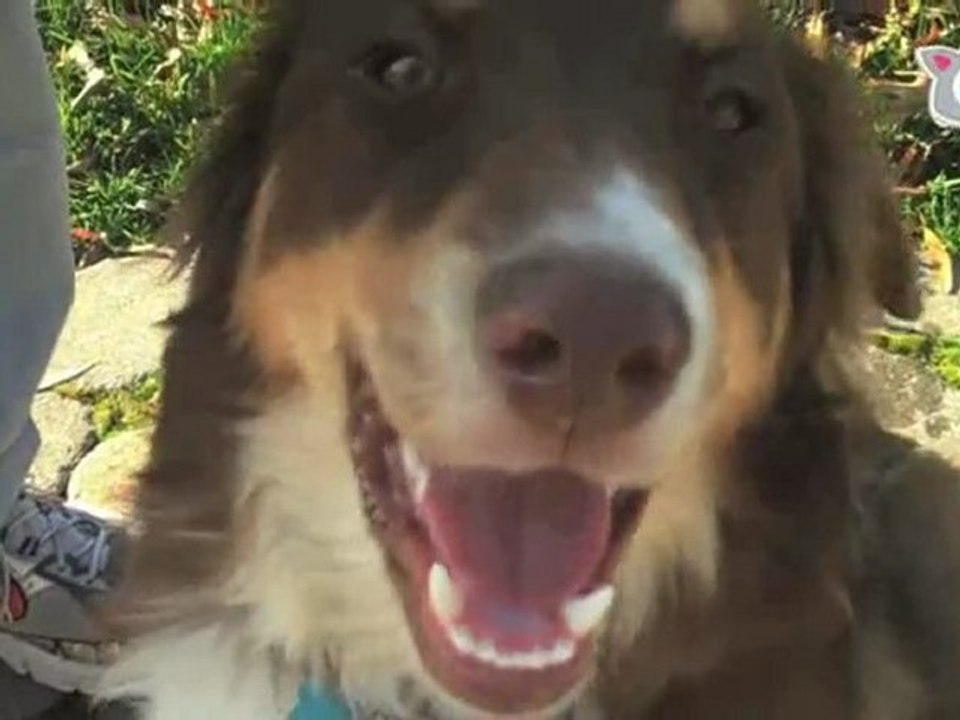 Ultra Fur Presents: "Dog Time"