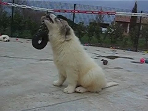 Authentiques chiots Montagne des Pyrénées Patou LOF 2 mois e